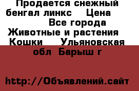 Продается снежный бенгал(линкс) › Цена ­ 25 000 - Все города Животные и растения » Кошки   . Ульяновская обл.,Барыш г.